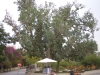 terrasanta_2012_2_16